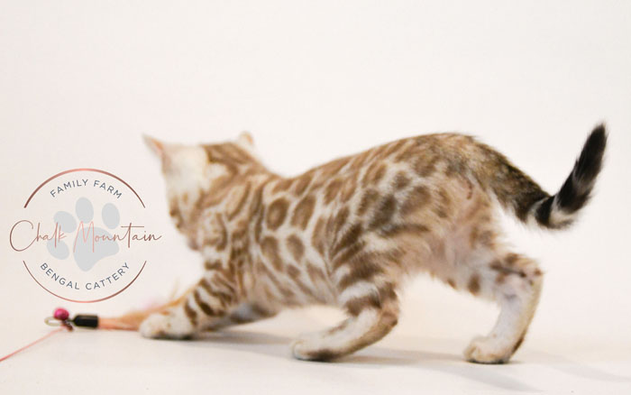 Bengal kitten for sale